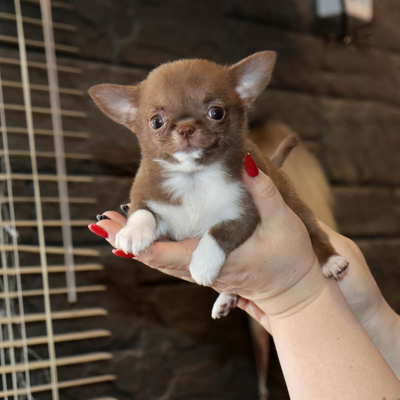 Валентра стар