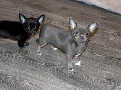 Валентра стар