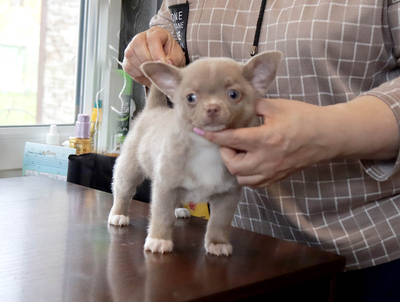 Валентра стар