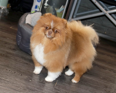 Продается Шпиц вязка