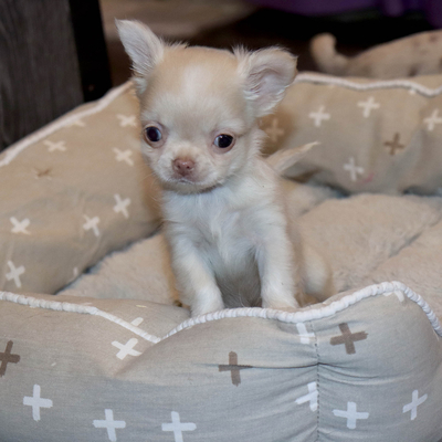 Валентра стар