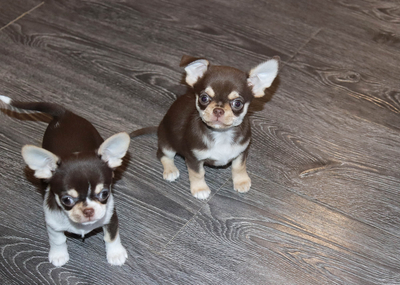 Валентра стар