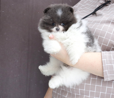 Валентра стар