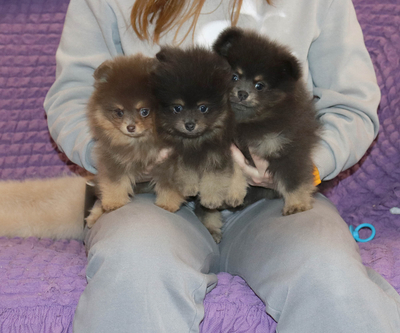 Валентра стар