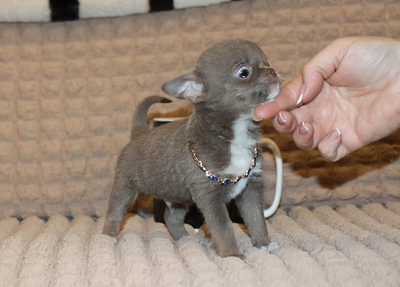 Валентра стар