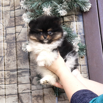 Продается Купить щенка шпица