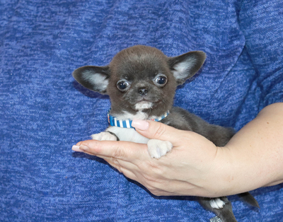 Валентра стар