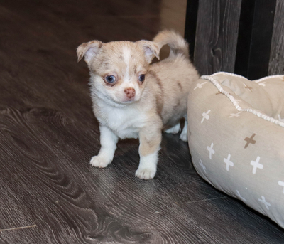 Валентра стар