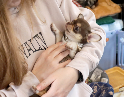 Валентра стар