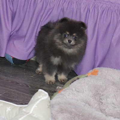 Валентра стар