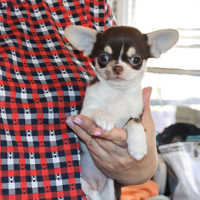 Валентра стар