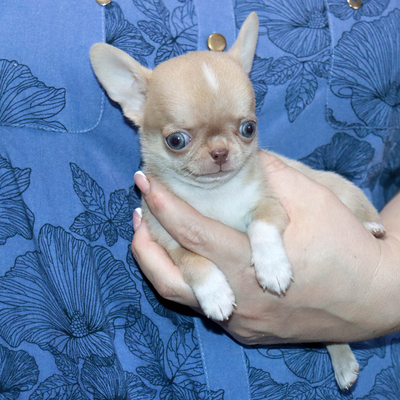 Валентра стар