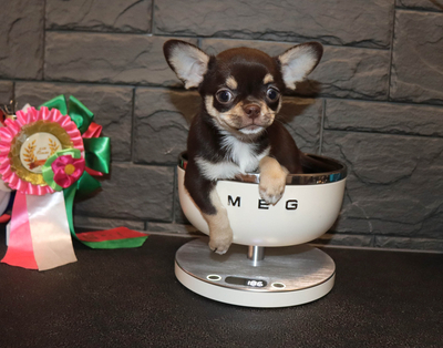 Валентра стар