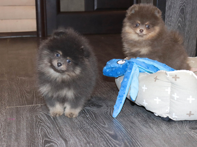 Валентра стар