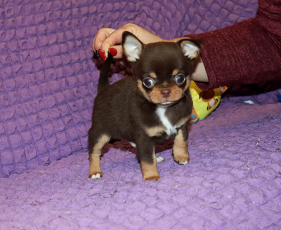 Валентра стар