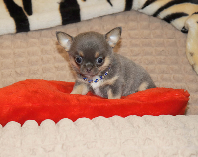 Валентра стар