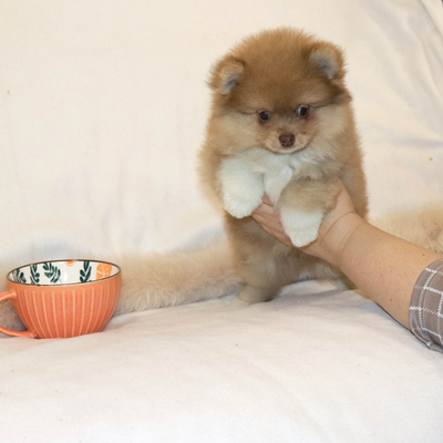 Валентра стар