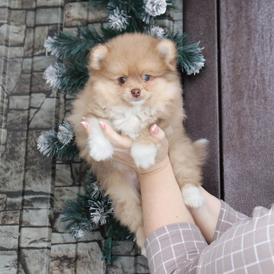 Продается Щенок Шпица