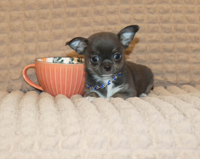 Валентра стар