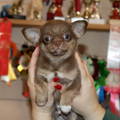 Валентра стар