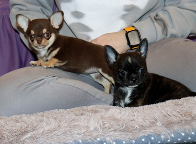 Валентра стар