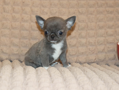 Валентра стар