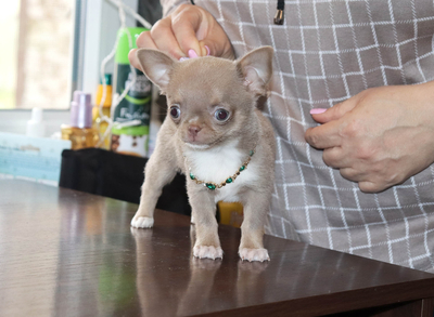 Валентра стар