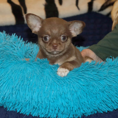 Продается Шоколадный чихуа