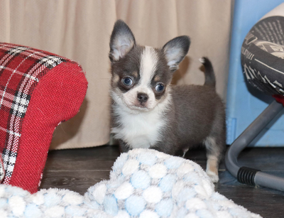 Валентра стар