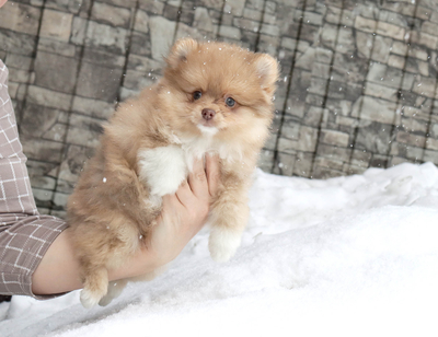 Валентра стар