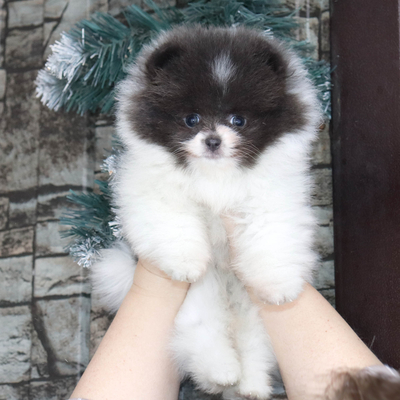 Валентра стар