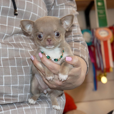 Продается Лиловая чихуахуа