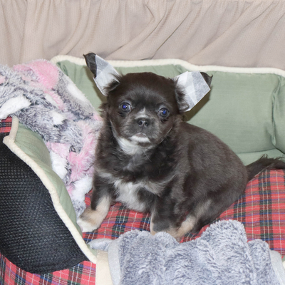 Продается Голубая чихуахуа