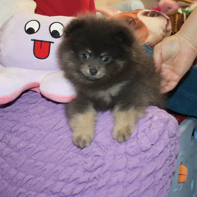 Валентра стар