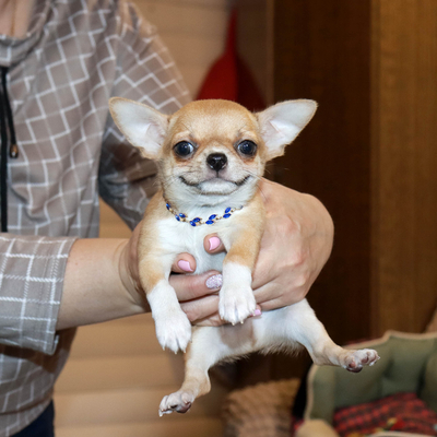 Продается Купить Чихуа в Москве