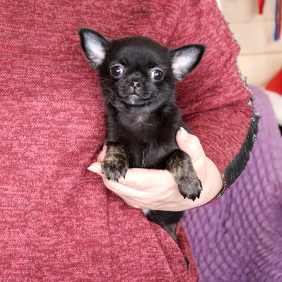 Валентра стар