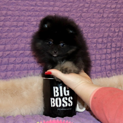 Продается Миниатюрный шпиц