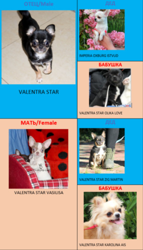 чихуахуа,Купить чихуахуа,чихуахуа,купить щенка чихуахуа,щенки чихуахуа