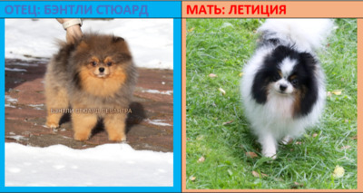 шпиц купить, мини шпиц, чёрно-подпалый шпиц, помшпиц, шпиц чп, мини