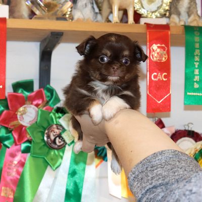 Валентра стар